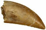 Serrated Raptor Tooth - Real Dinosaur Tooth #300946-1